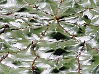 Nenuphar epineux - Euryale ferox Salisb. (fam Nympheacees) (03) (Photo F. Mrugala)